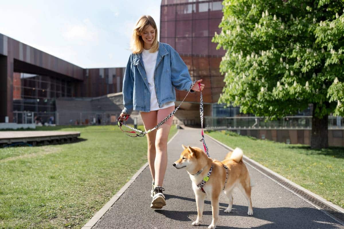 A person walks a Shiba Inu dog on a sunny day along a pathway, with modern buildings and greenery in the background.